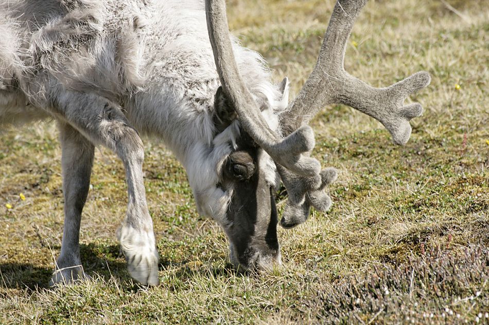 Spitzbergen-Rentieren im Adventdalen geht’s prima