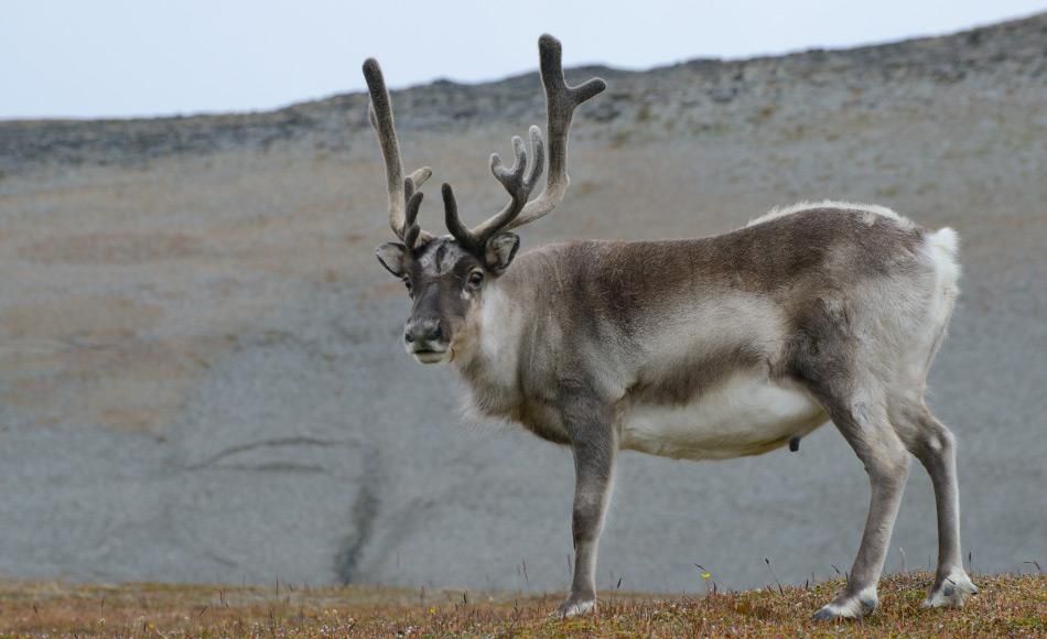 Svalbards Rentiere schrumpfen weiter