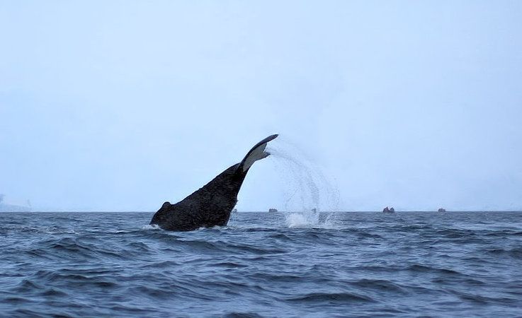 Viele Walarten ziehen jedes Jahr von den temperaten Gebieten Su00fcdamerikas, Afrikas oder Australiens