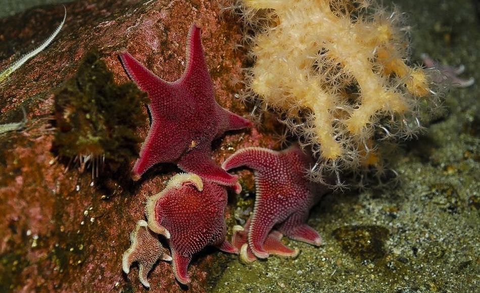 Antarktische Seesterne zeigen, dass es beim Klimawandel Gewinner und Verlierer geben wird