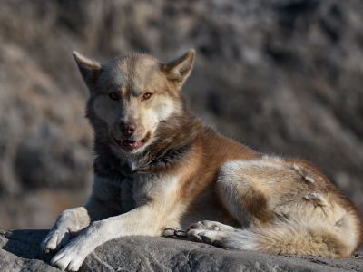 Typischer Bewohner Grönlands. Die Haltung der Grönlanduhunde ist auf der grössten Insel der Erde nur