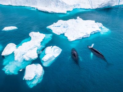 Buckelwale im Ilullisat Eisfjord. (© Eloi Omella)