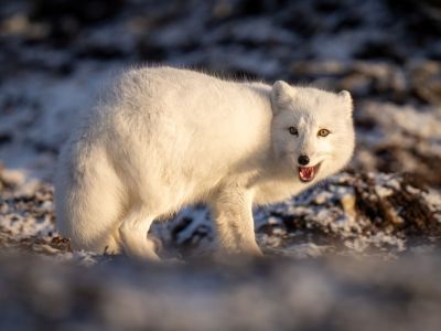 Polarfuchs an der Hudson Bay (© Nicholas Dale)