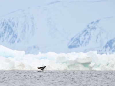 Ein Narwal in der Baffin Bay (© Andre Anita)