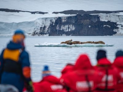 Walrossbeobachtung vor Franz-Josef-Land. (© Page Chichester)