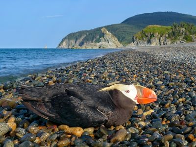 Papageientaucher am Ochotskischen Meer.