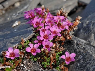 Roter-/Gegenblättriger Steinbrech (Saxifraga oppositifolia) blüht im Sommer gerade mal 12 Tage lang,