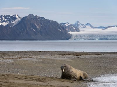 Walross auf Prins Karls Forland, einer langgestrecketen Insel westlich von Spitzbergen. (© Vreni & S