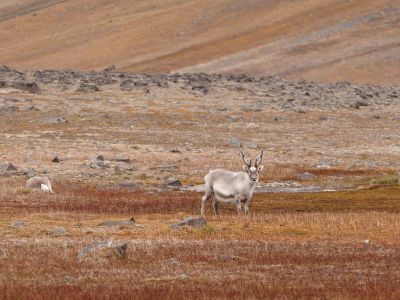 Rentier auf Edgeøya, der drittgrösten Insel des Svalbard-Archipels (© Vreni & Stefan Gerber)