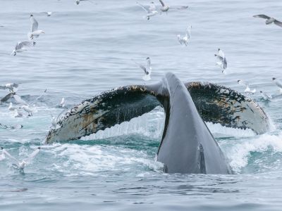 Walbeobachtung vor Spitzbergen (© Vreni & Stefan Gerber)