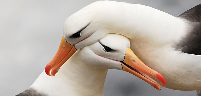 Schwarzbrauenalbatros