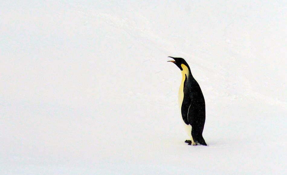 Kaiserpinguine sind die grÃ¶ssten modernen Pinguine heutzutage und kÃ¶nnen bis zu 120 cm gross werden. Doch ihr Urahn, der jetzt in Neuseeland gefunden wurde, konnte bis zu 150 cm gross werden. Bild: Michael Wenger
