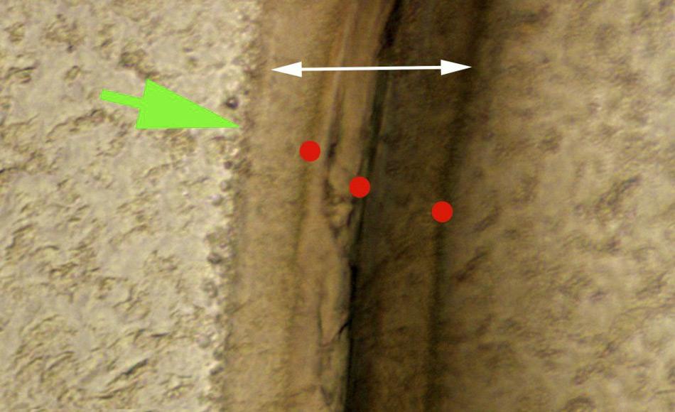 Querschnitt eines Augenstiels von Krill bekannten Alters. Rote Punkte markieren die Wachstumsringe durch die das Alter bestimmt werden kann, grÃ¼ne und weiÃe Pfeile markieren die Ã¤uÃerste Schicht des Exoskeletts und die innere, elastische Schicht.