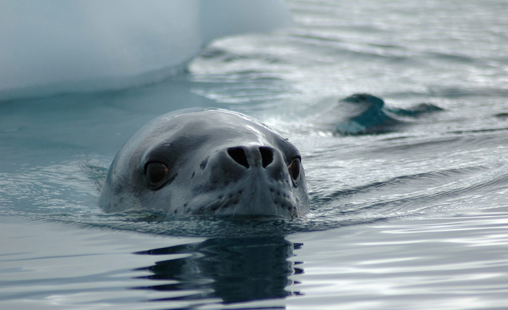 Seeleoparden sind die heimlichen Könige der Antarktis. Sie haben ein breites Nahrungsspektrum,