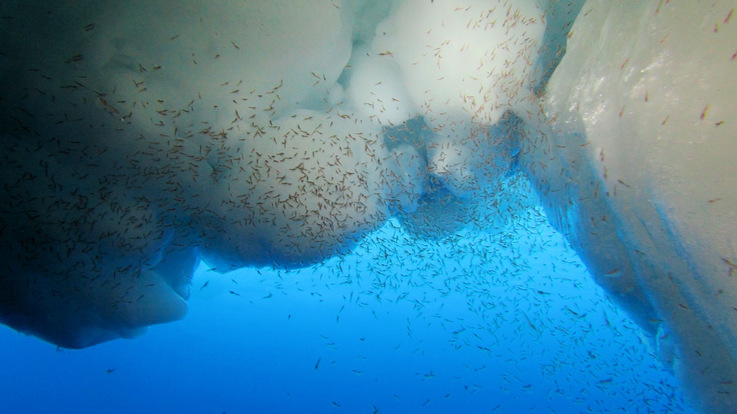 Krill ist in seiner Entwicklung auf den Meereiszyklus angewiesen. Dabei schlüpfen die Larven der