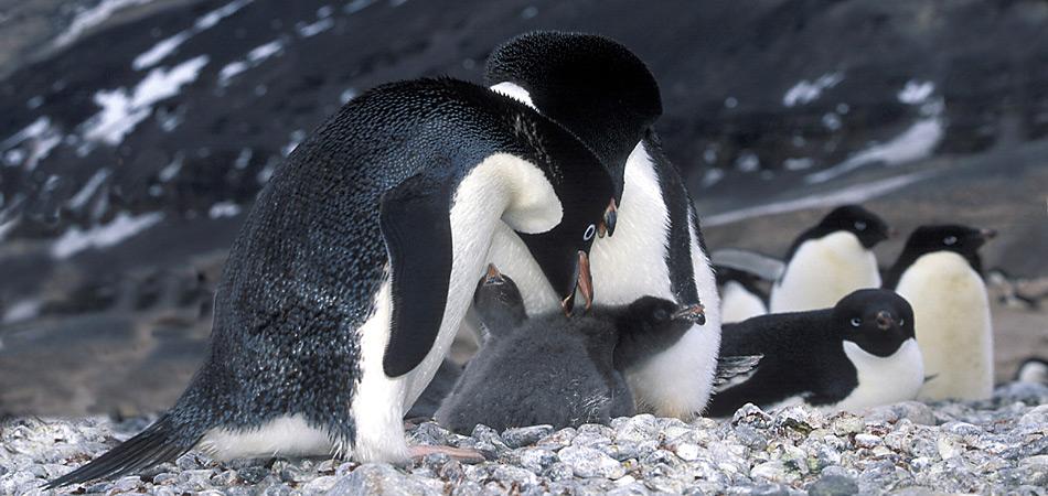 Die Brutperiode der Adéliepinguine beginnt im Oktober. Von der Eiablage bis zum Schlüpfen der Jungen vergehen 35 Tagen. Im Alter von zwei bis drei Wochen schliessen sich die Jungvögel zu sogenannten Kindergärten zusammen. Das ermöglicht es beiden Elternvögeln für den Nachwuchs nach Futter zu suchen.