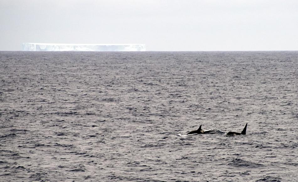 Das Südpolarmeer beinhaltet die Wassermassen rund um Antarktika. Seine nördliche Grenze ist die antarktische Konvergenzlinie und umfasst den Atlantik, den indischen und den pazifischen Ozean. Forscher halten es für das produktivste Meeresgebiet der Erde und es ist die Heimat von unzähligen Tieren wie beispielsweise Orcas. Bild: Michael Wenger