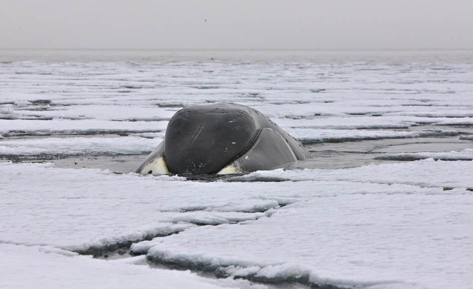 GrÃ¶nlandwale sind echte Eisliebhaber und verbringen viel Zeit an der Eiskante und im Eis auf Nahrungssuche. Mit ihrer dicken, geschÃ¼tzten Spitze des Oberkiefers kÃ¶nnen die Tiere sogar dickes Eis durchbrechen und sich ihre eigenen LuftlÃ¶cher schaffen. Bild: Heiner Kubny