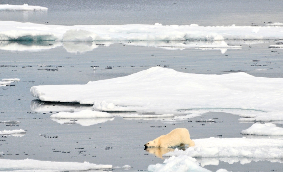 Die Eisbären in Ostgrönland gelten als eigene Subpopulation, die sich aufgrund mangelnder Verbindungen nach Westen oder Osten selbst erhält. Da auch nur wenige Siedlungen an der Ostküste liegen, war bisher ein Aufeinandertreffen von Mensch und Bär immer auch eine Erfahrungssache des Jägers. Bild: Michael Wenger