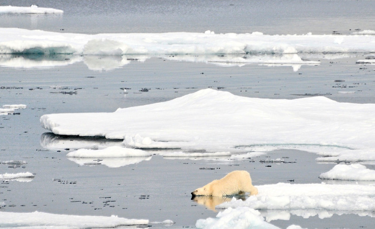 Die Eisbären in Ostgrönland gelten als eigene Subpopulation, die sich aufgrund mangelnder