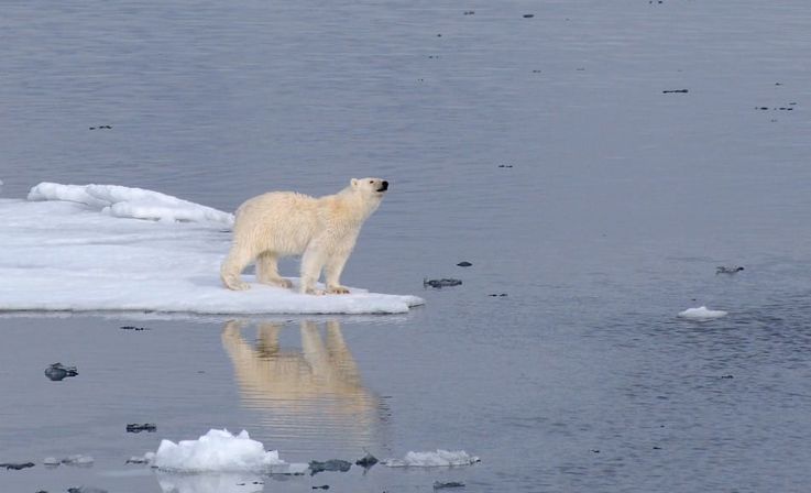 Eisbu00e4ren sind das Sinnbild der Arktis. Doch in Kanada und Gru00f6nland wird das Tier unter Auflagen