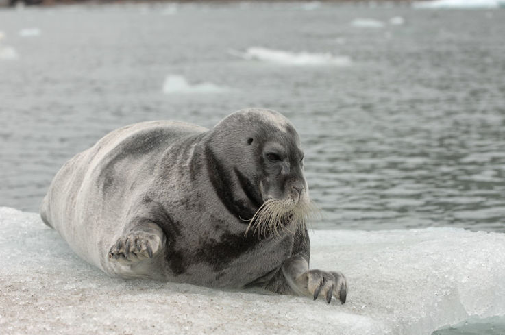 Robben aus der östlichen Arktis Kanadas haben es bisher geschafft, keinen Plastikmüll im Magen