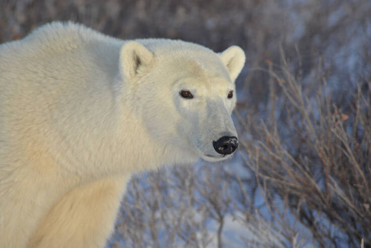 Eisbär, Hund oder Auto? Ein Überwachungsradar soll die Arktisgemeinden über sich nähernde