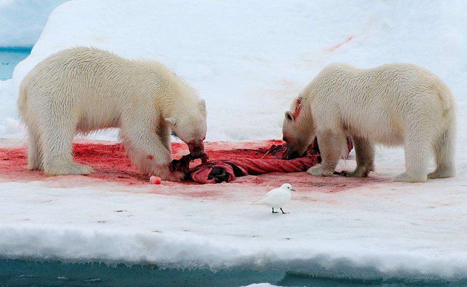 Elfenbeinmöwen fressen häufig von den Überresten, die Eisbären hinterlassen. Durch diese Ernährungsstrategie scheinen die Tiere durch steigende Quecksilbermengen bedroht zu sein.