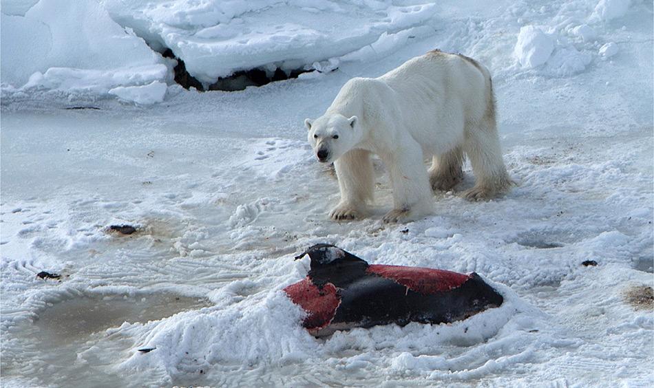 Der Eisbär, der von Aars und seinen Kollegen angetroffen wurde, war ein altes Männchen und klar unterernährt, wie man den sichtbaren Rippen erkennen kann. Der Delfinkadaver war noch beinahe intakt, nur die wertvolle Speckschicht fehlte.