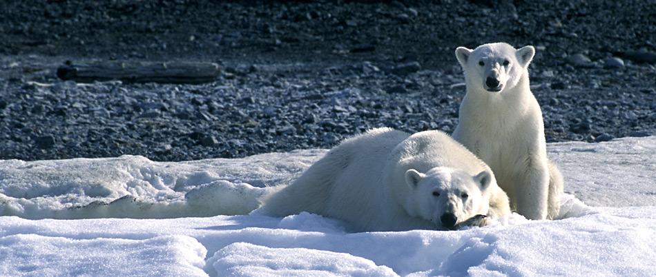 Die Eisbären blicken in eine düstere Zukunft.