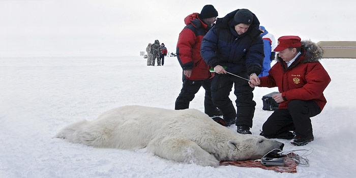 Eisbaer_-_Wladimir_Putin