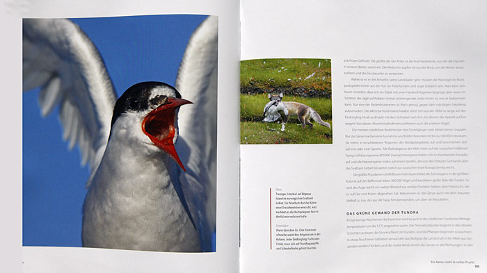 Buchinhalt - Frozen Planet